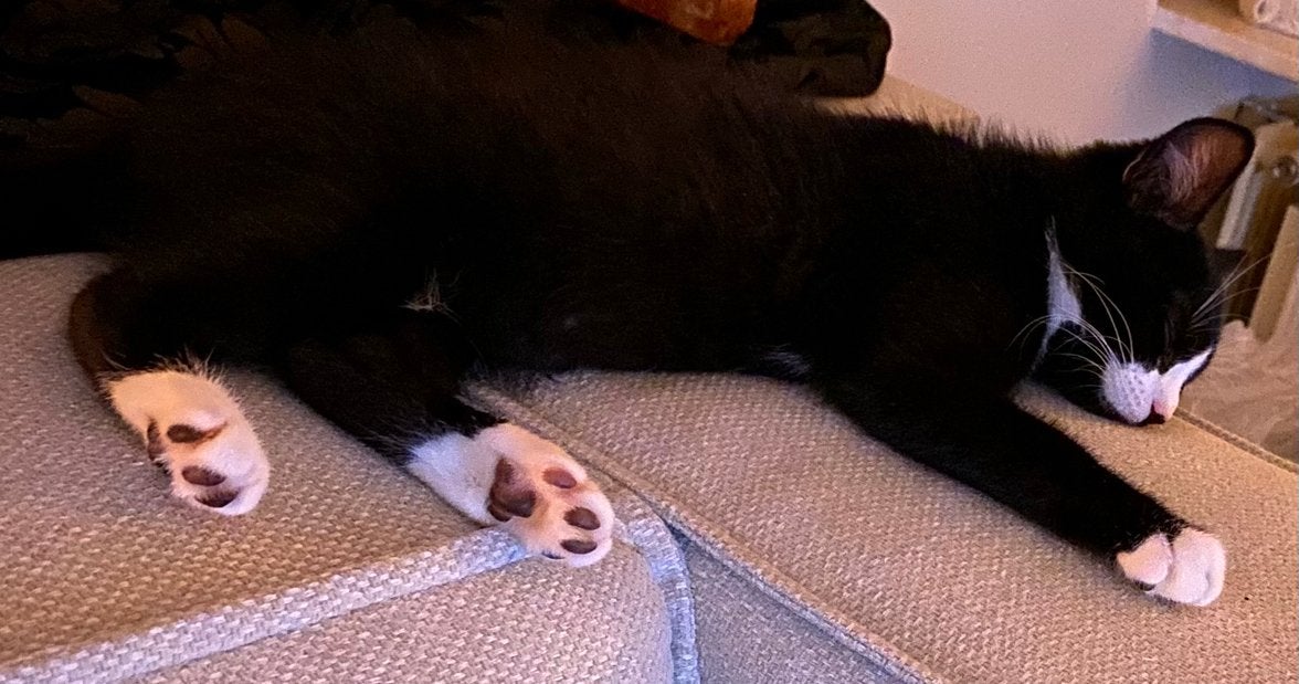 Tikkeltje brutaal speelmaatje kitte12-16 wk voor ons draakje, Dieren en Toebehoren, Kater