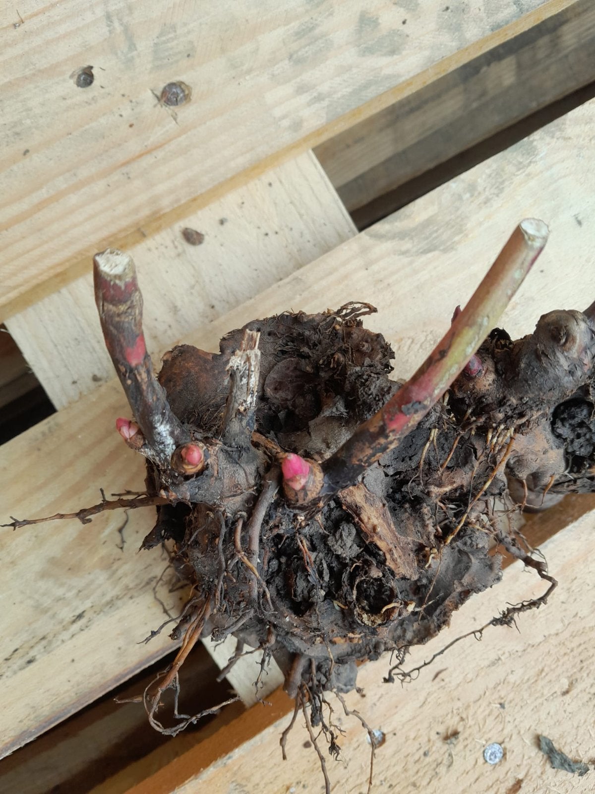 Grote pioenroos wortelstokken - direct planten, Tuin en Terras, Overige soorten, Volle zon, Vaste plant, Ophalen of Verzenden