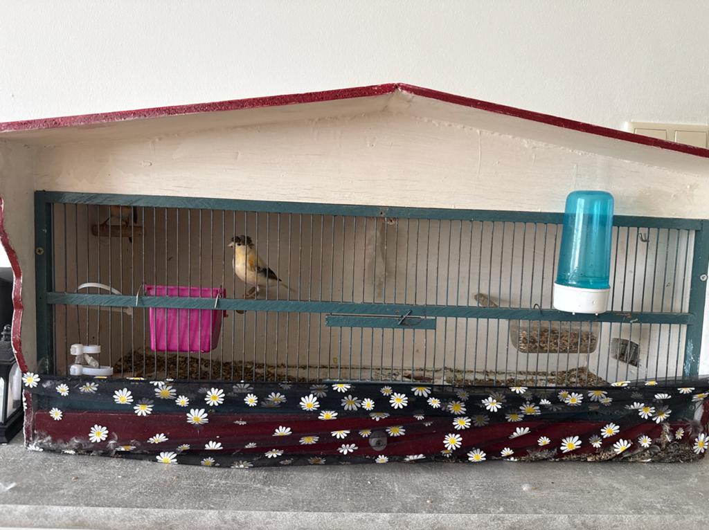Houten kooi + 4 jonge kanaries, Ophalen of Verzenden, Gebruikt, Hout, Vogelkooi