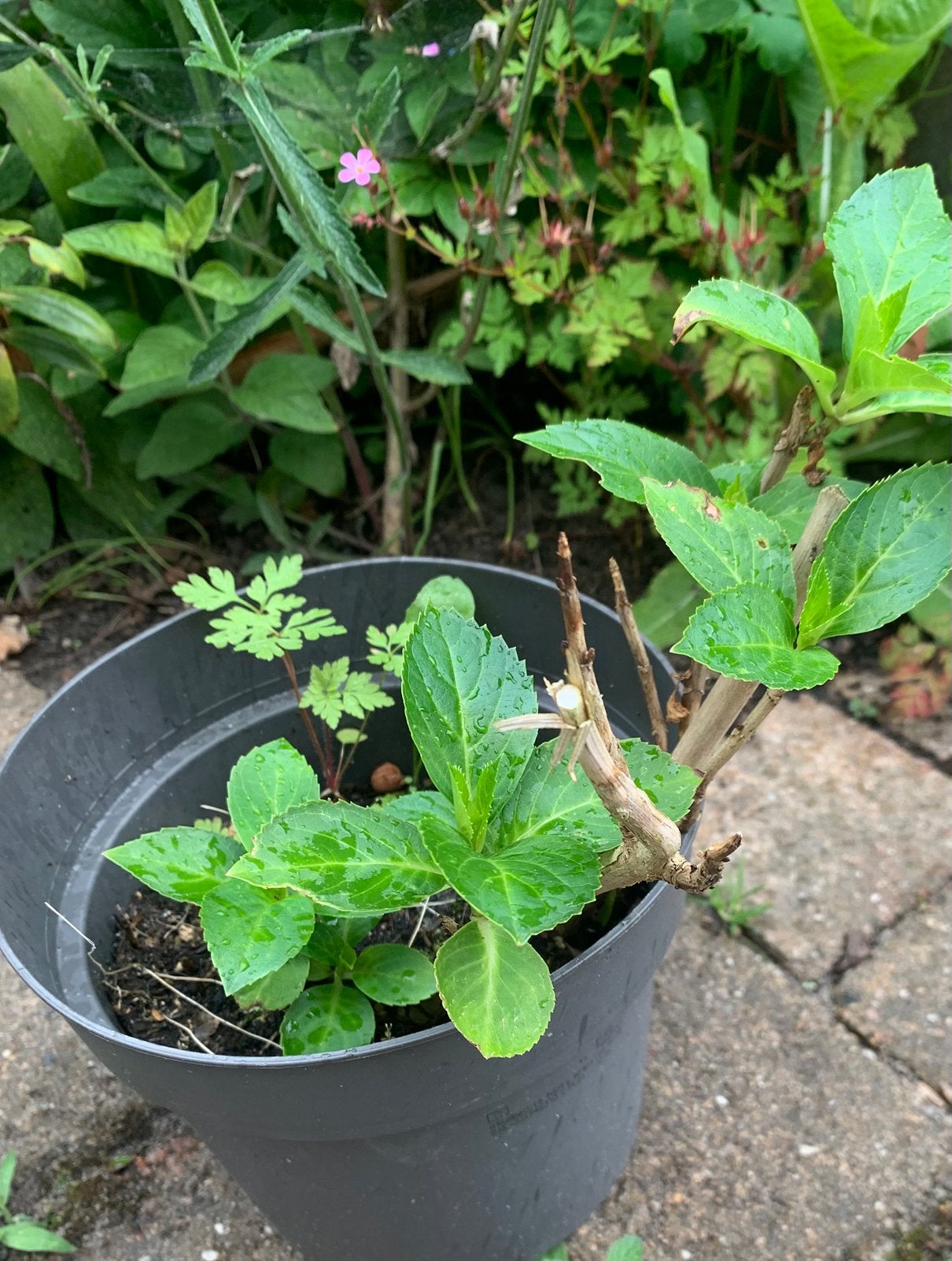 3 Hortensia stekken in 1 pot, Ophalen of Verzenden, Overige soorten, Halfschaduw