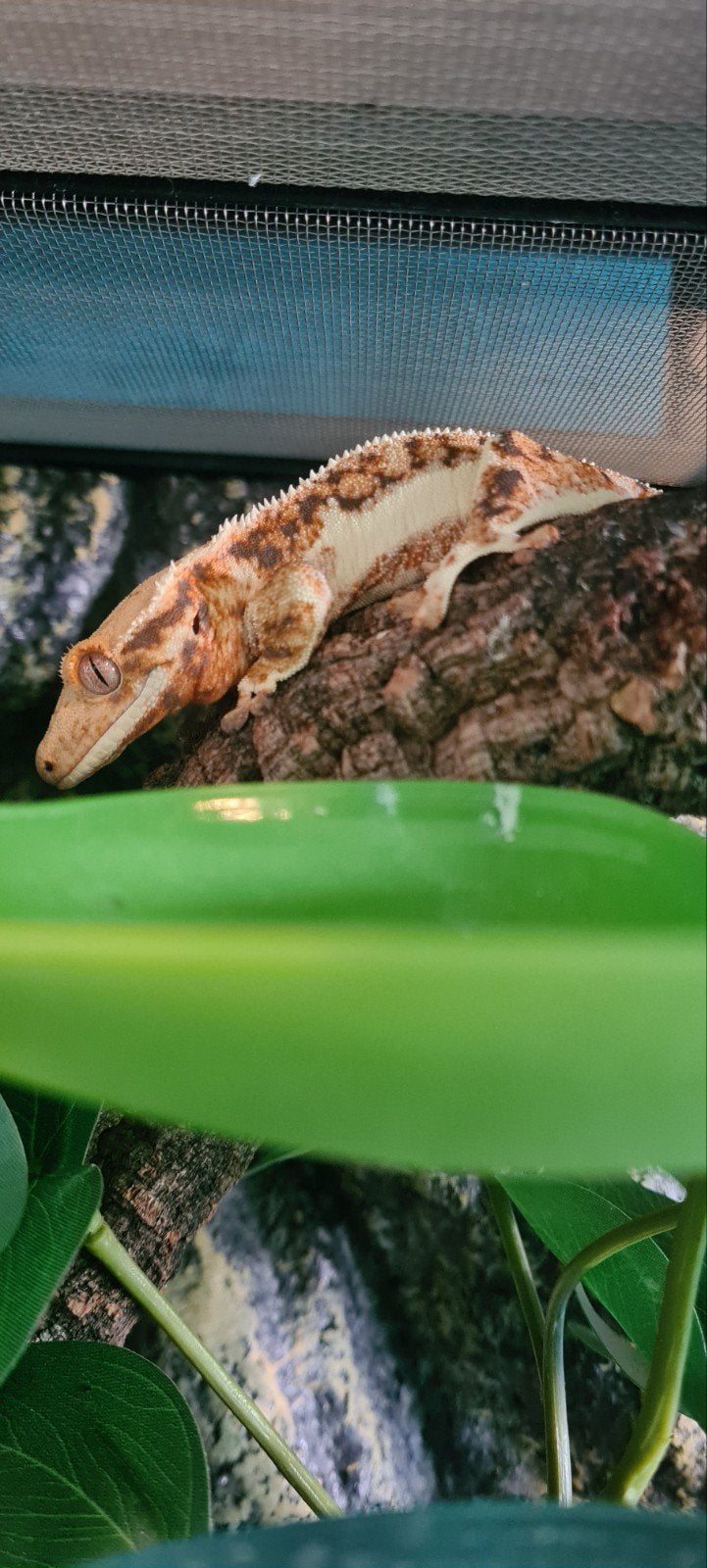 Wimpergekko man lilly white, Hagedis, 0 tot 2 jaar