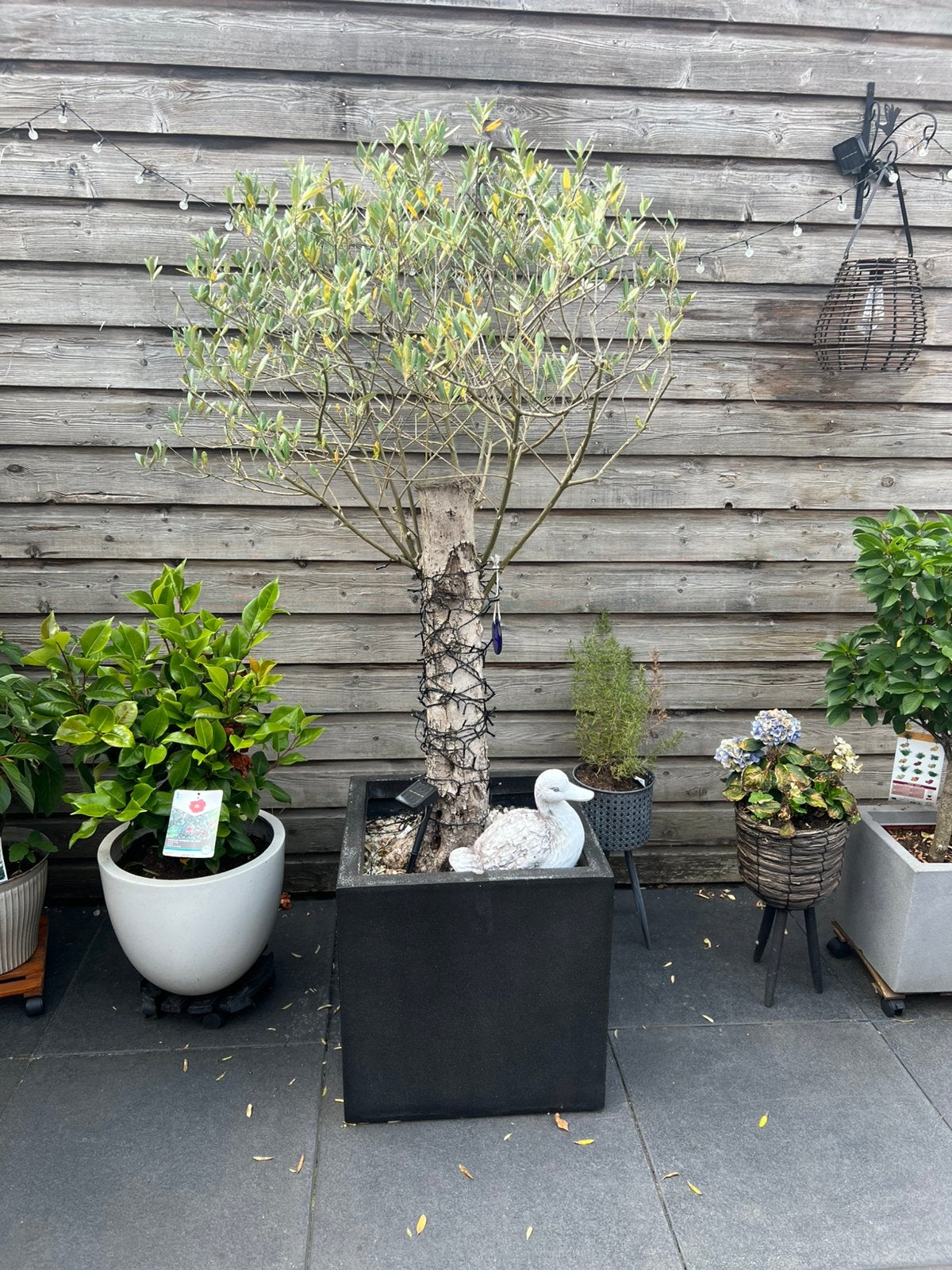 Olijfboom incl pot, Bloeit niet, 100 tot 250 cm, Olijfboom, Ophalen