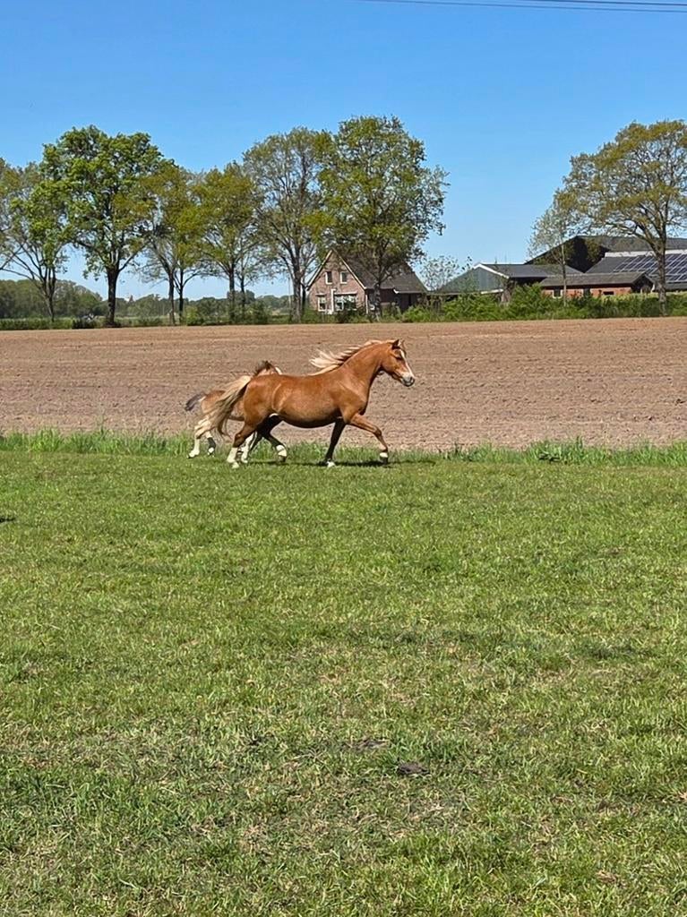 Mooie Welsh A Stermerrie met hengstveulen, Dieren en Toebehoren, Merrie
