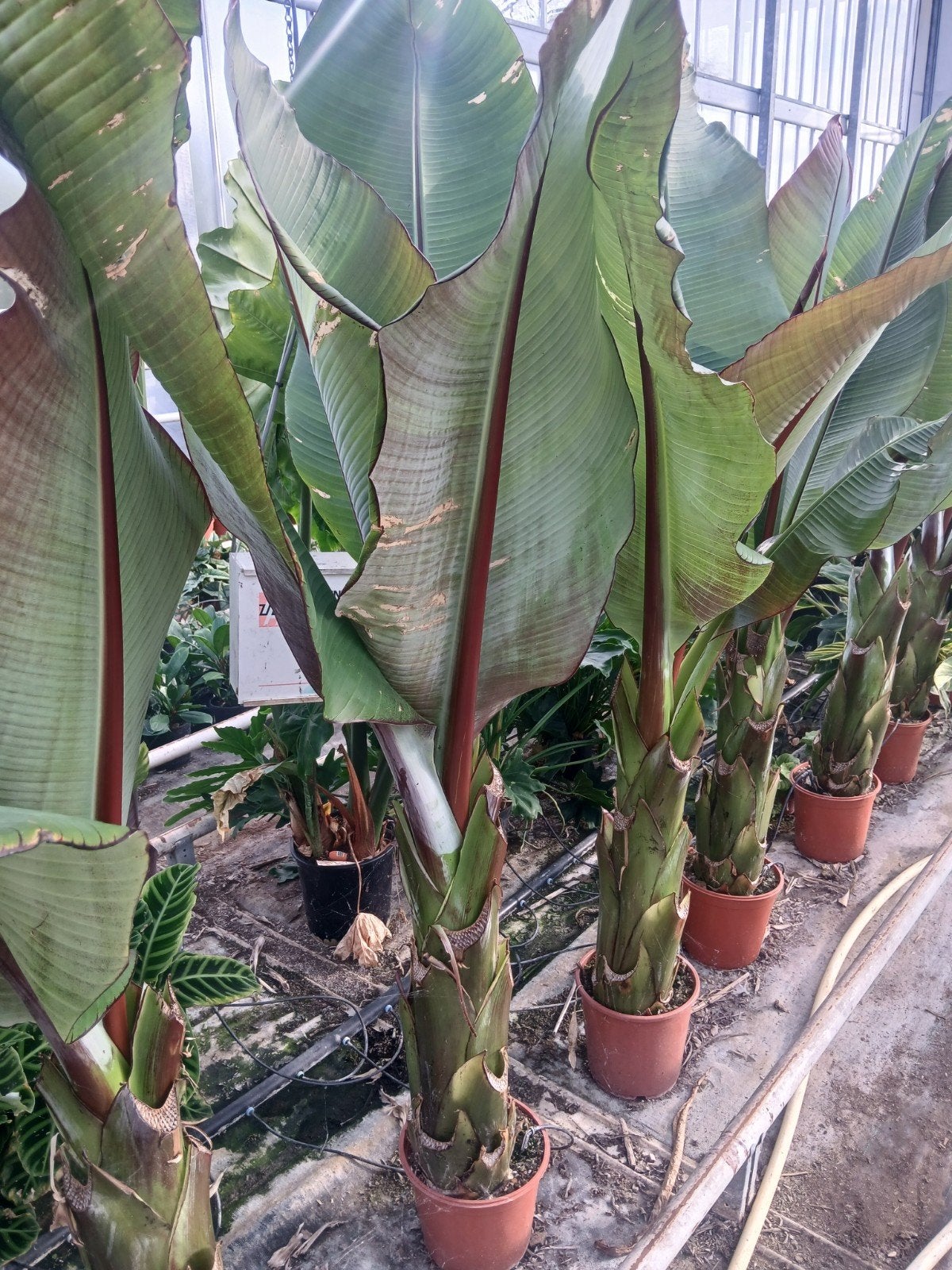 musa ensete maurelli plant, Ophalen, Volle zon, Overige soorten, 100 tot 250 cm