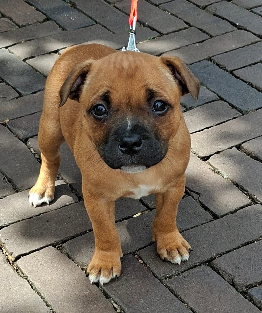 Staffordshire bull terriër pup reu/ Engelse stafford reu pup, Parvo, 8 tot 15 weken, Eén hond, Nederland