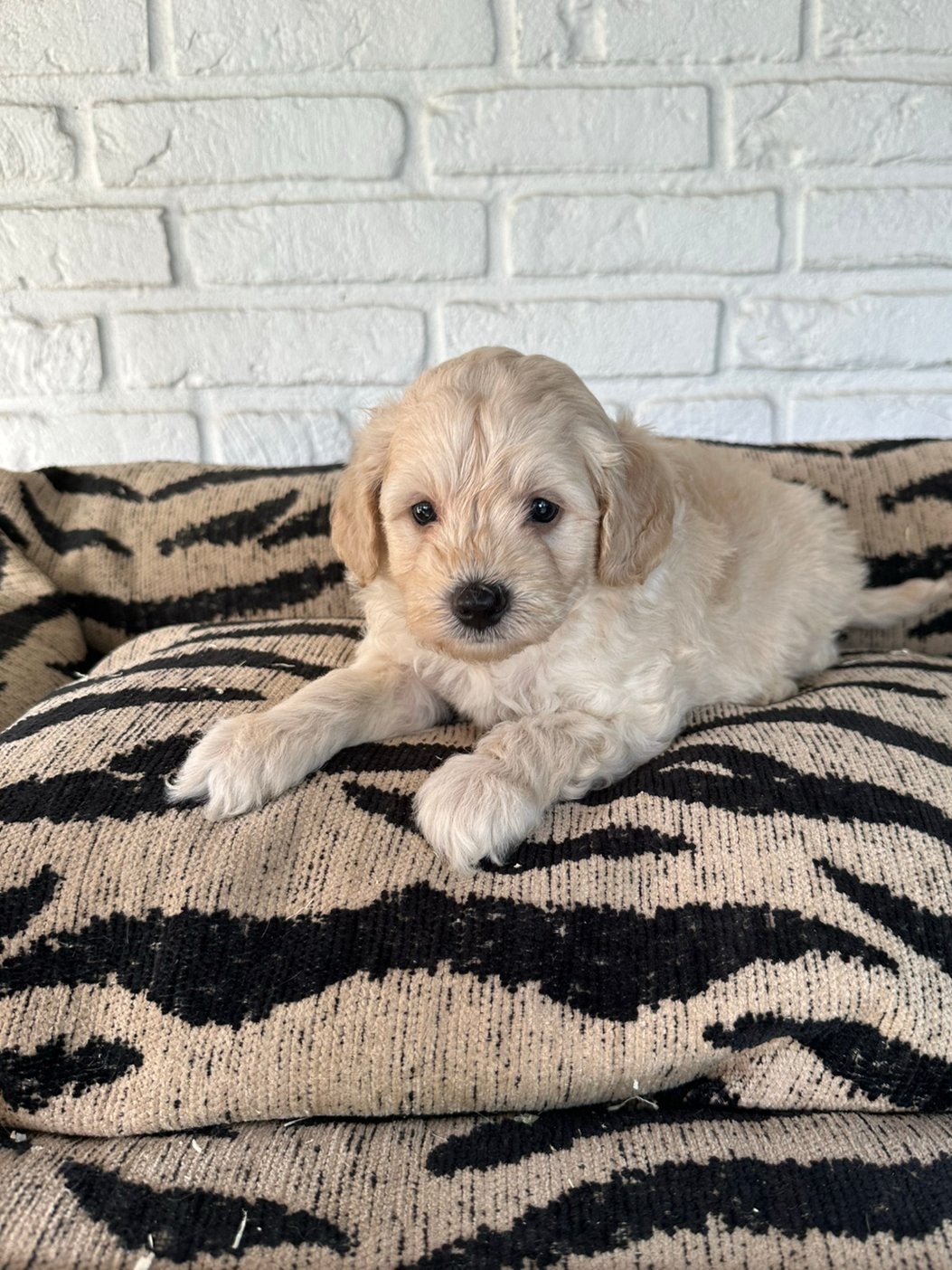 Mini labradoodle pups, labradoodle x toy poedel, Parvo, Nederland, Overige rassen, 8 tot 15 weken