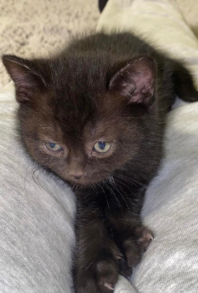 Britse korthaar, Dieren en Toebehoren, Katten en Kittens | Raskatten | Korthaar, Kater