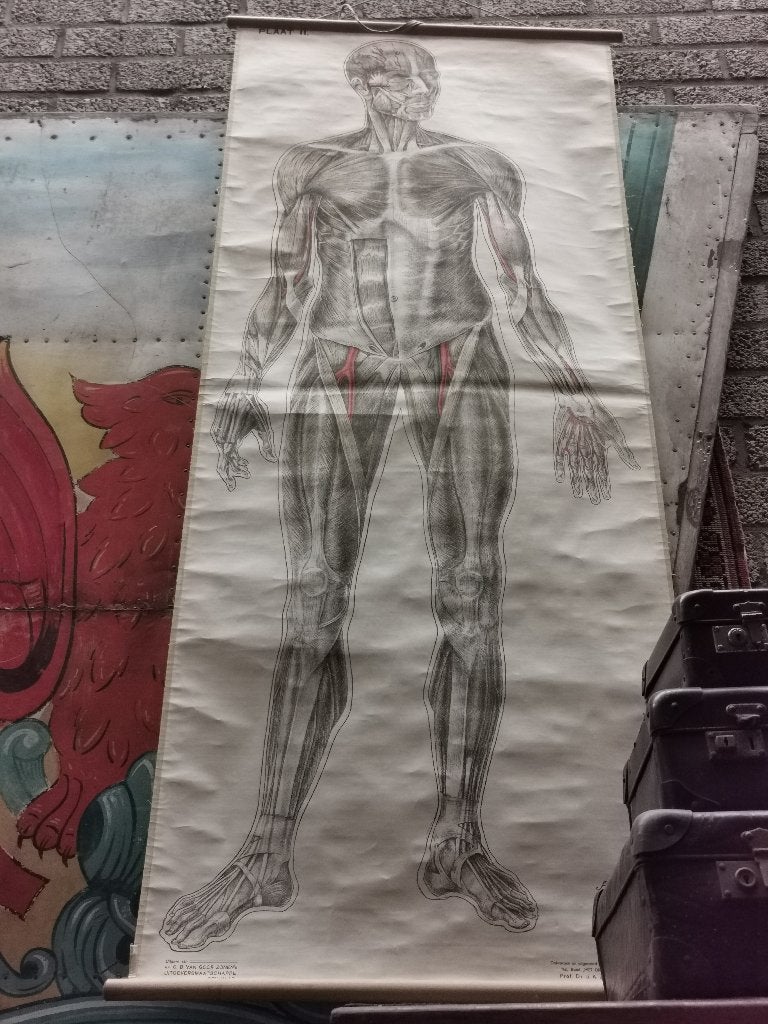 Antieke  anatomische wandkaart skelet/menselijk lichaam, Antiek en Kunst, Ophalen, Natuur en Biologie