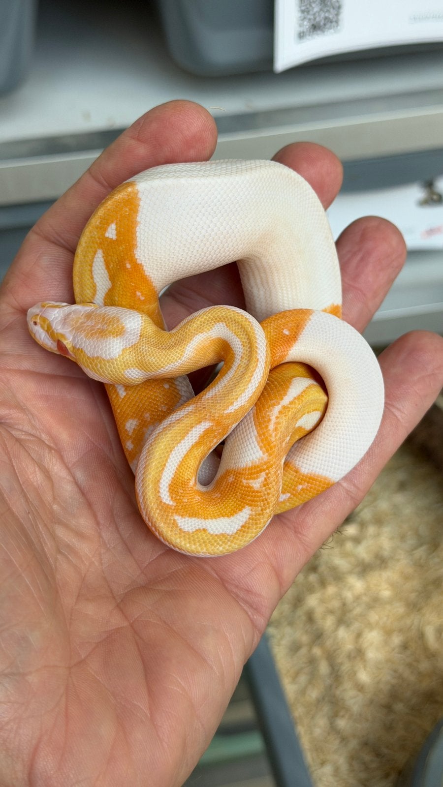 Super mooie albino pieds ball python Ball Python photo 4