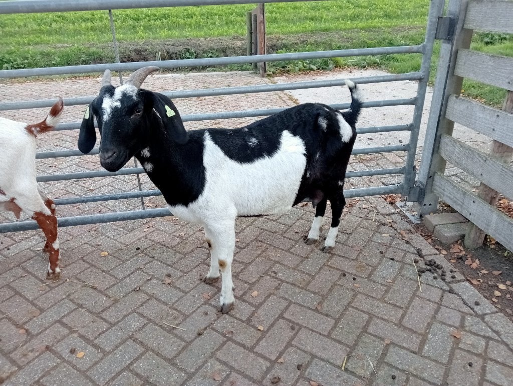 Boergeiten, Vrouwelijk, Geit