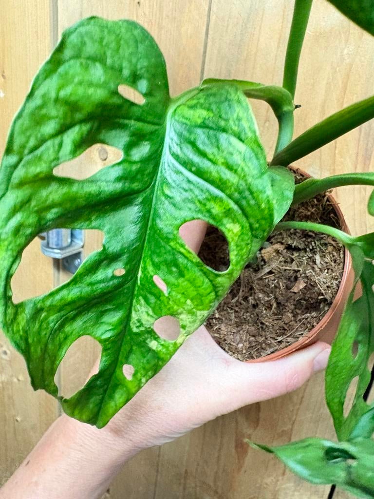 Monstera adansonii monkeymask variegata tricolor, Huis en Inrichting, Kamerplanten, Ophalen of Verzenden, Halfschaduw, Minder dan 100 cm