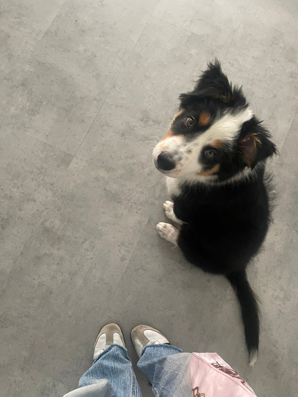 Bordercolie te koop, Rabiës (hondsdolheid), 15 weken tot 1 jaar, Reu, Eén hond