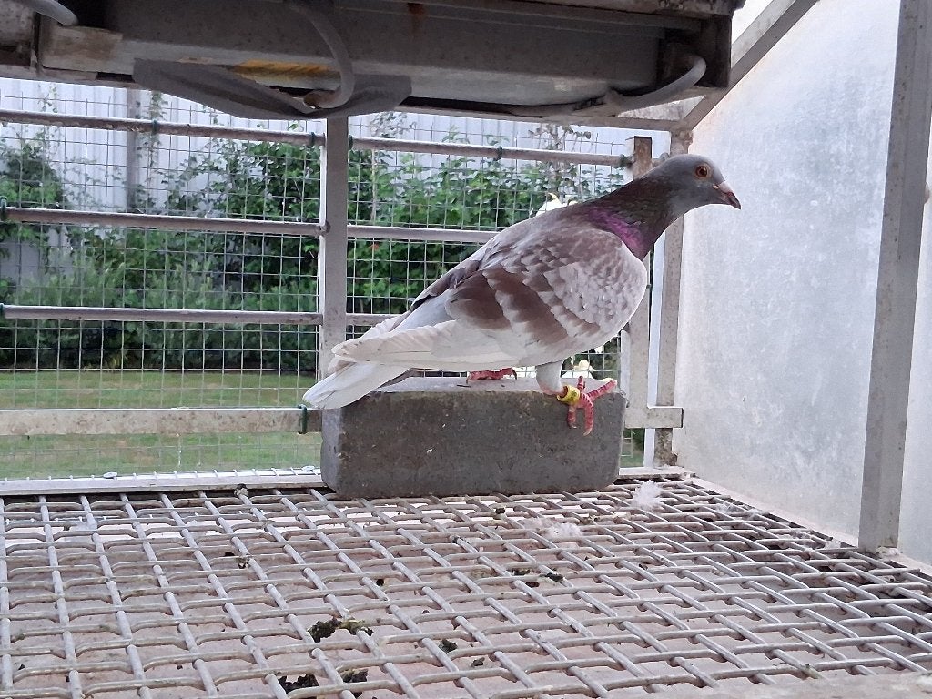 Mooie rode overnachtdoffer, Dieren en Toebehoren, Vogels | Duiven, Mannelijk, Postduif