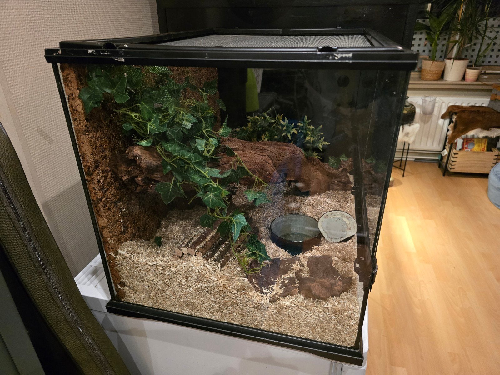 Haakneus Artic Anaconda evt met exoterra bak. Hognose Snake photo 5