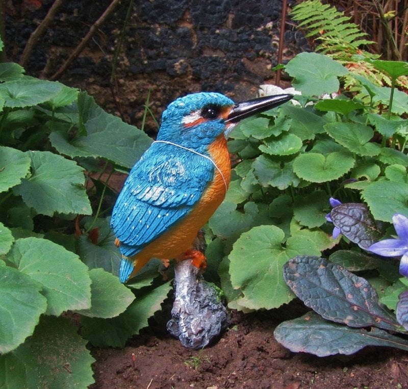 IJSVOGELTJE - THE BEAUTY, Ophalen of Verzenden, Nieuw