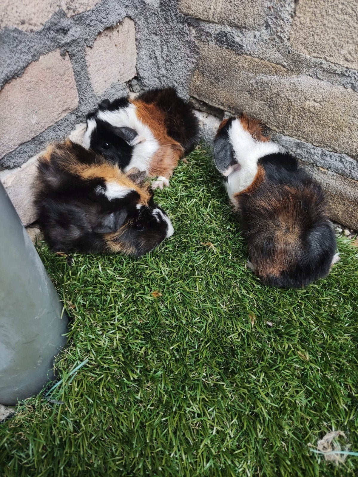 Jonge Peruviaanse cavia's  zeugjes, Mei, Vrouwelijk, Cavia