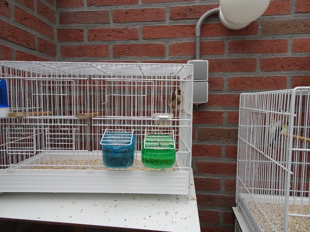 kleine putter man, Mannelijk, Wildzangvogel, Geringd