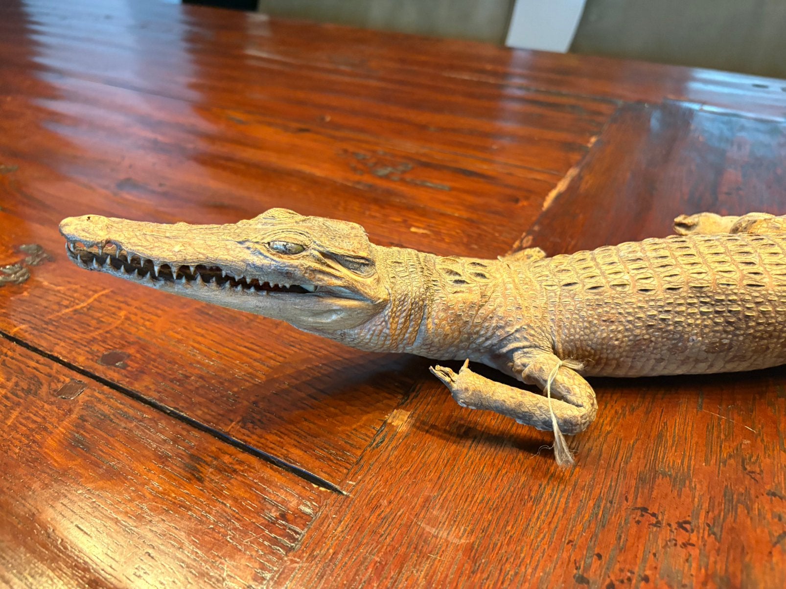 Opgezette krokodil, Ophalen, Vogel, Opgezet dier