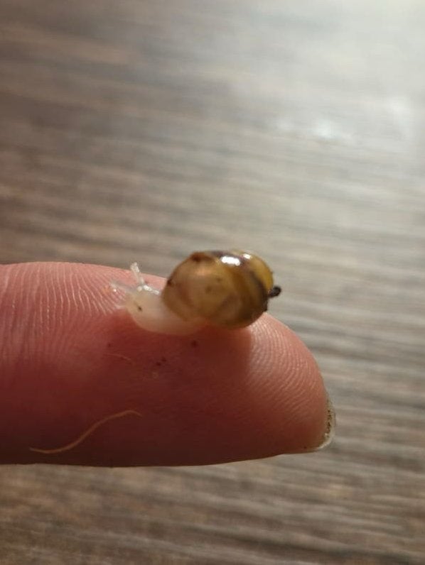 Baby reuze slakken / agaatslakken, Overige soorten, 0 tot 2 jaar