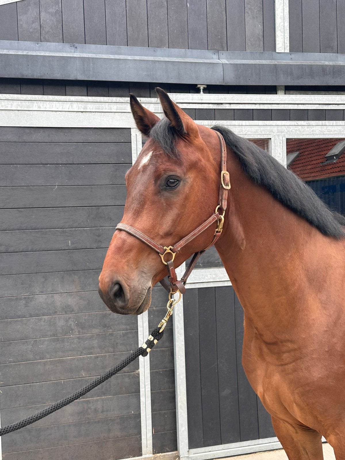 4 jarige allrouder cohinoor vdl x verdi, Dieren en Toebehoren, Merrie, Dressuurpaard, 3 tot 6 jaar