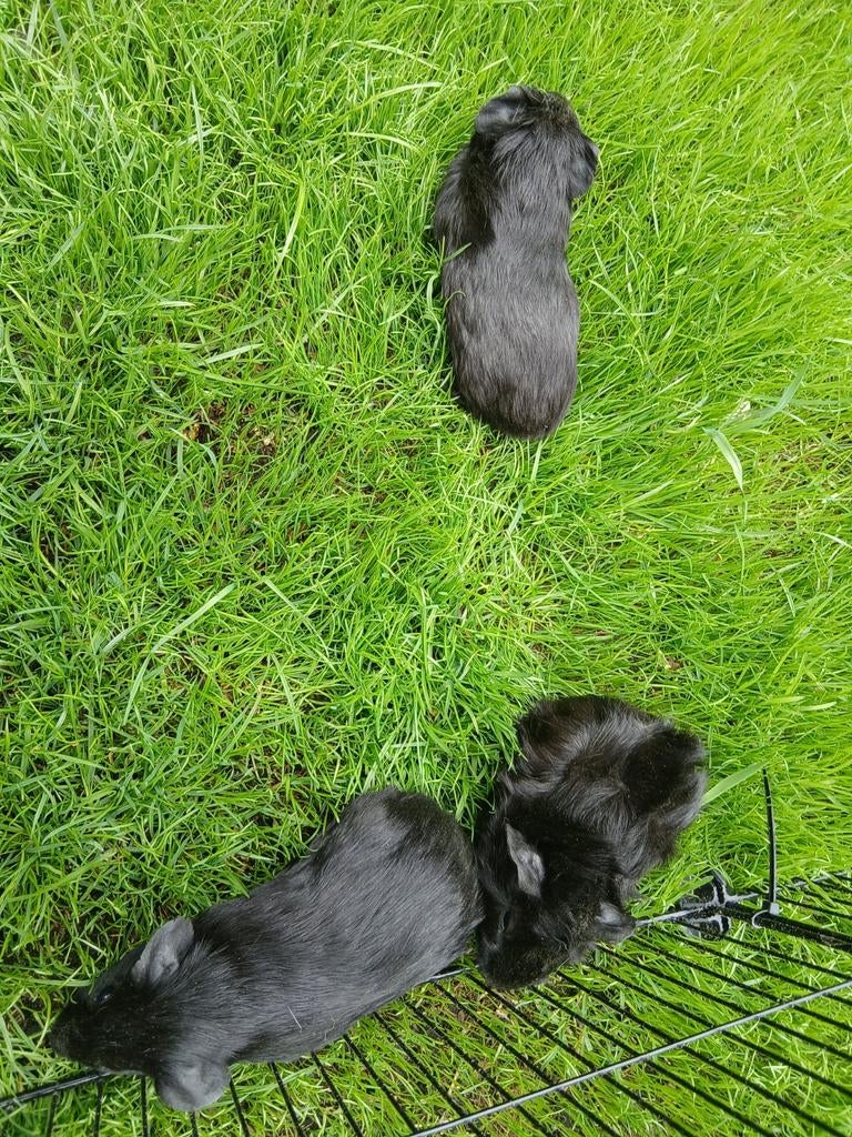 Cavia's, Maart, Vrouwelijk, Cavia