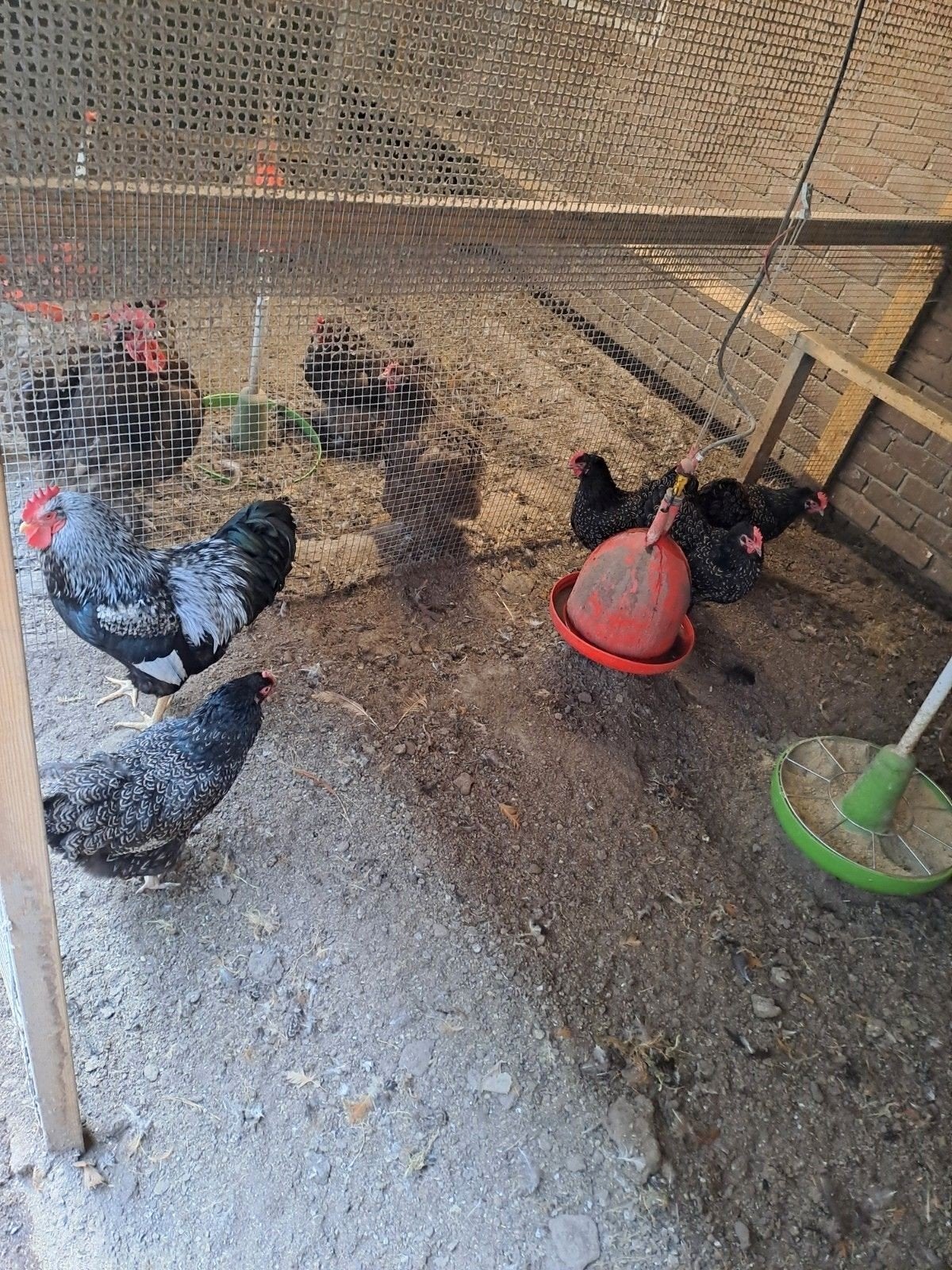 Broedeieren raszuivere groot kippen en parelhoender, Dieren en Toebehoren, Pluimvee, Geslacht onbekend, Kip