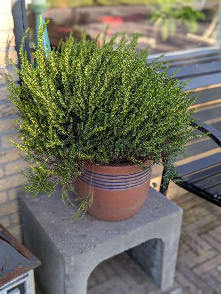 Grote struik heide in pot, Ophalen, Overige soorten, Struik, 100 tot 250 cm