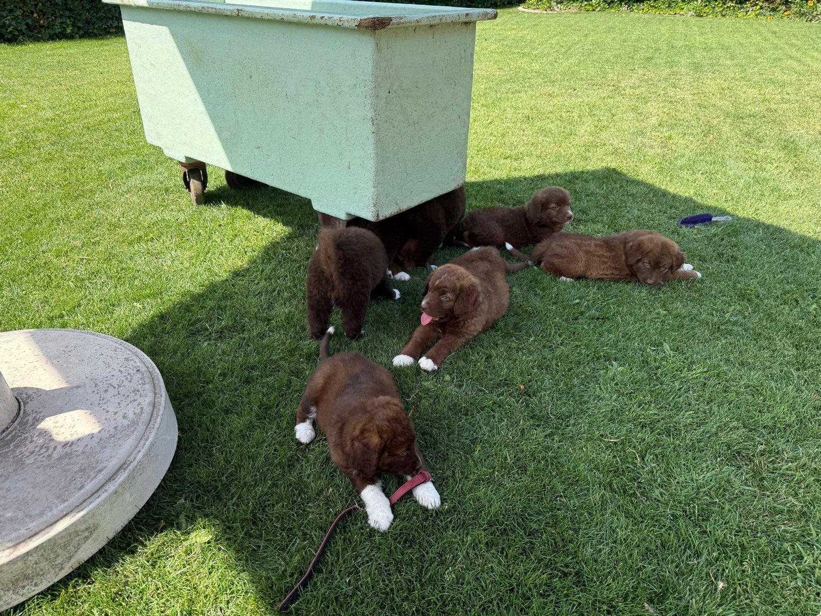 Superleuke kruising puppy’s Wetterhoun met Toller, Parvo, Overige rassen, 8 tot 15 weken, Meerdere