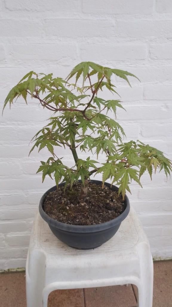 Bonsai Acer Palmatum ever green, Bloeit niet, Halfschaduw, Overige soorten, Minder dan 100 cm