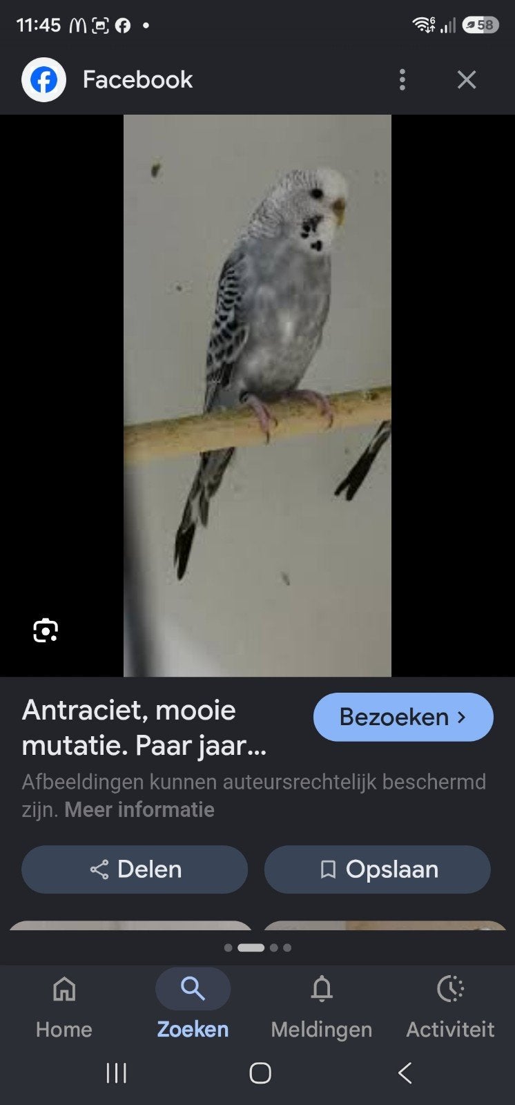 Gezocht  antraciet blackface pop, Dieren en Toebehoren, Vrouwelijk, Parkiet