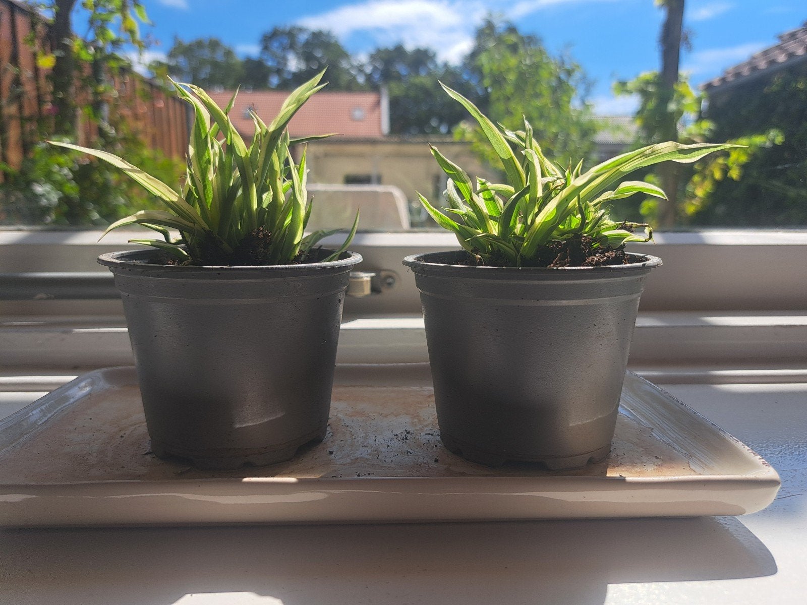 Chlorophytum comosum( spiderplant), Ophalen, Rond, Aardewerk, Minder dan 40 cm