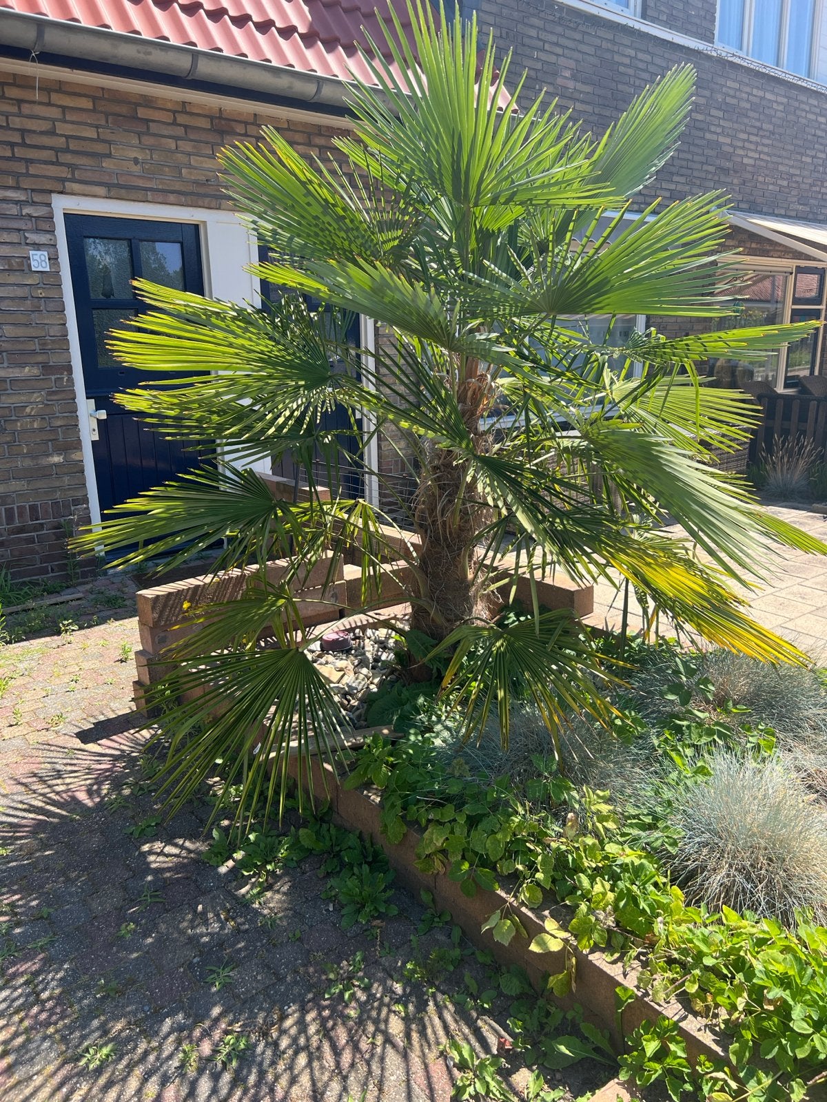Trachycarpus Fortunei Palm - Winterharde Palmboom, Volle zon, Vaste plant, Bloeit niet, Ophalen