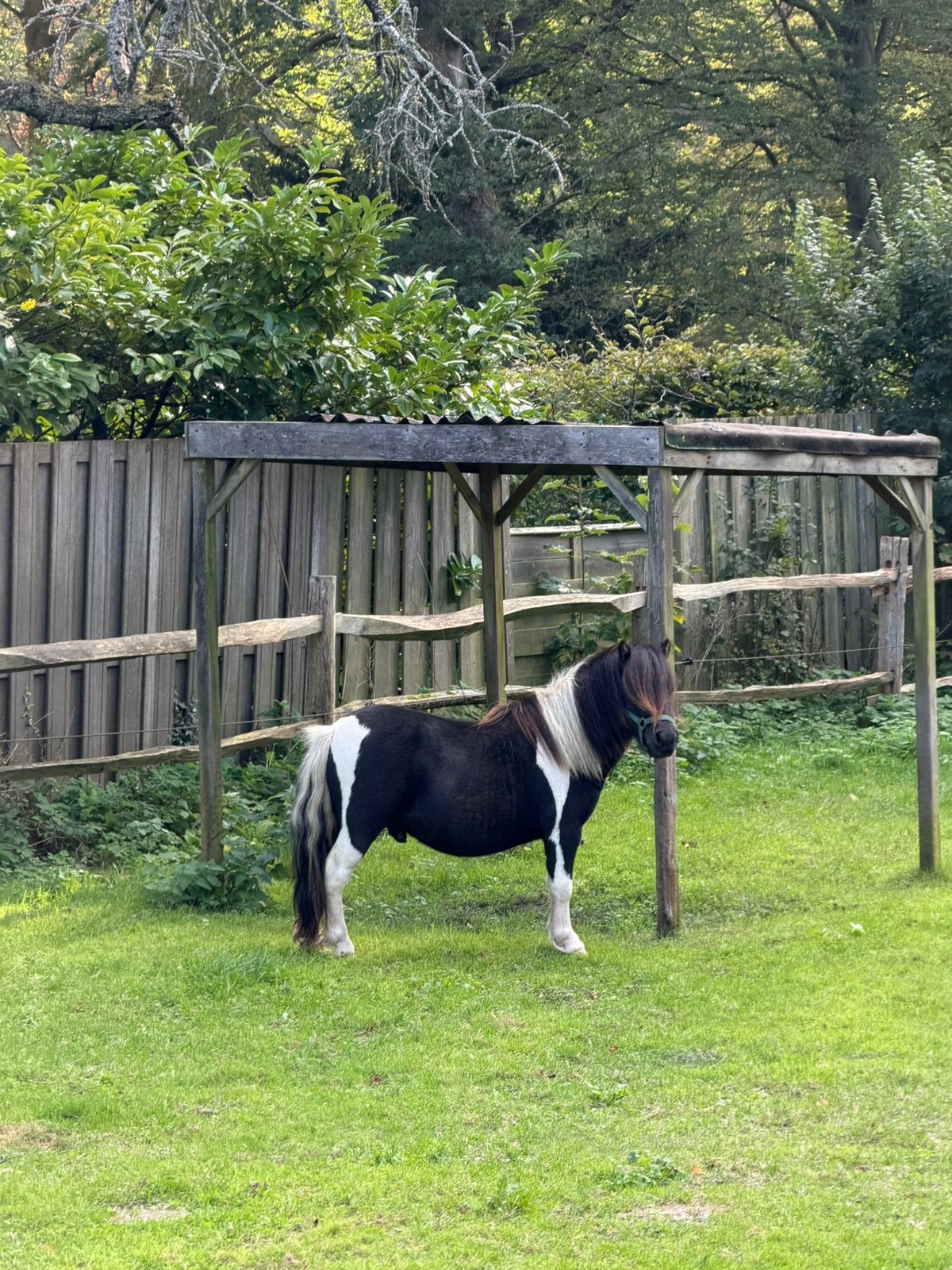 Mini shetlander zwartbonte hengst, Hengst