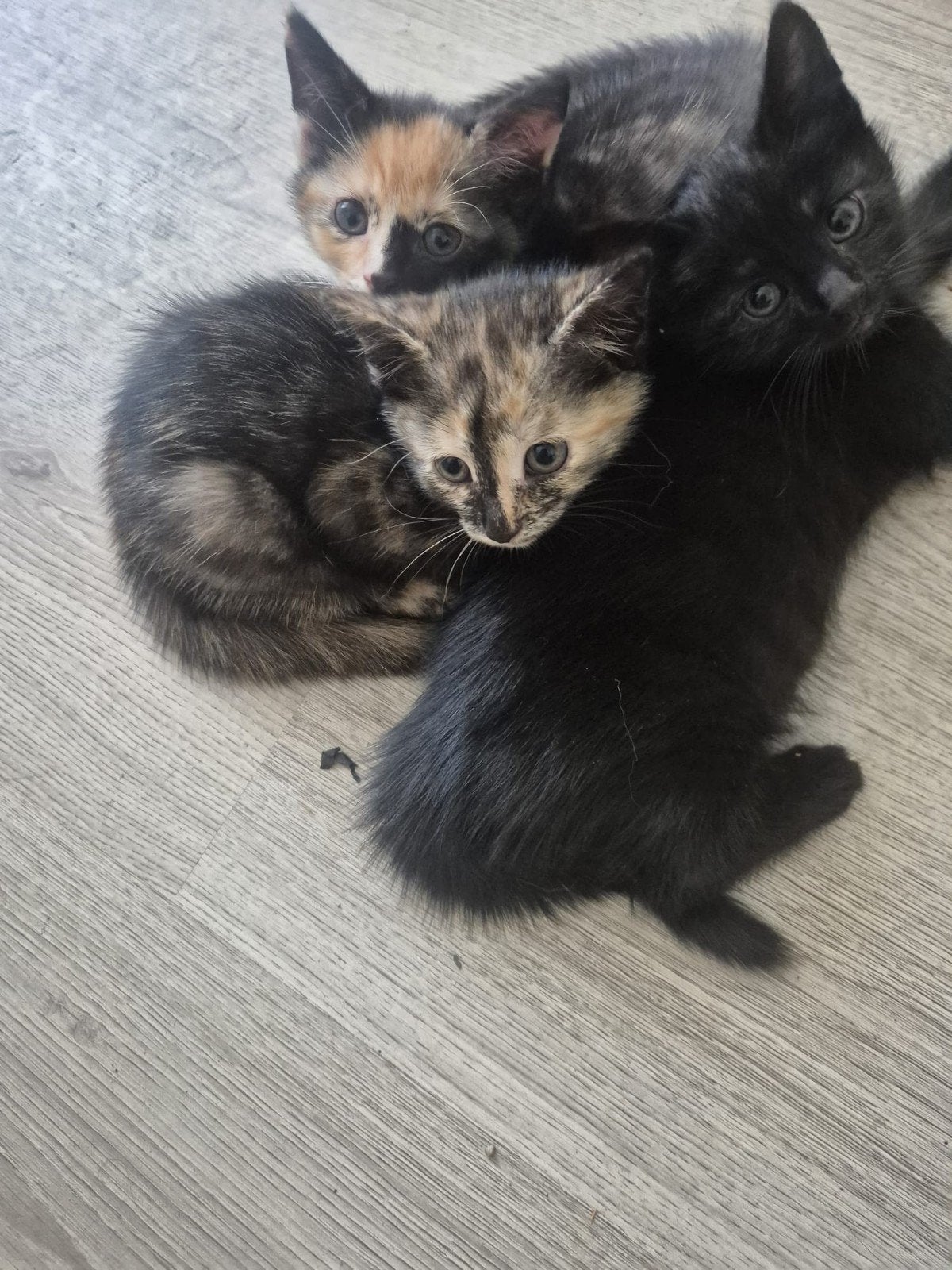 Goed tehuis gezocht voor kittens, Dieren en Toebehoren, Katten en Kittens | Overige Katten, Meerdere dieren, Kortharig, 0 tot 2 jaar