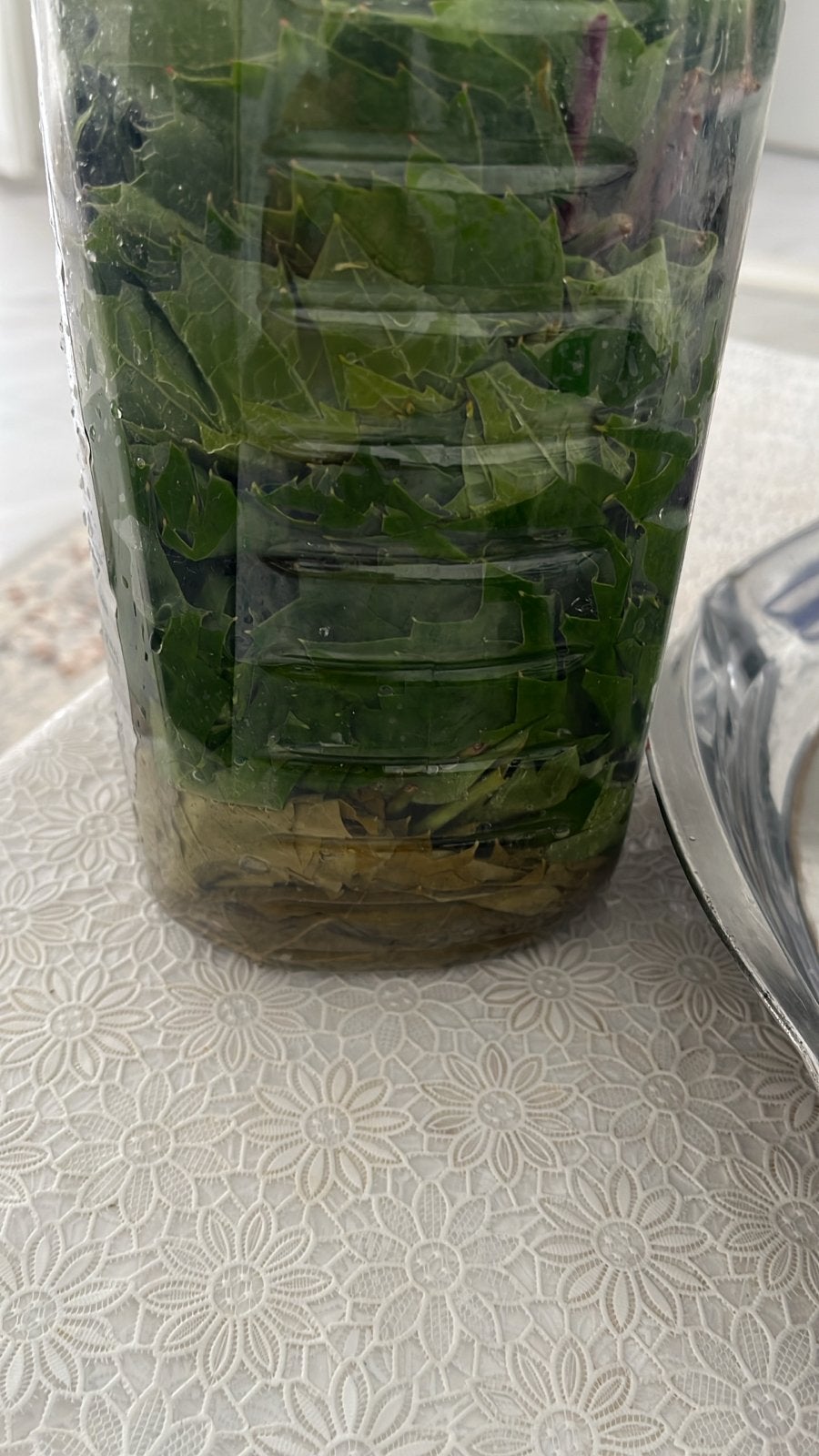 Druivenbladeren voor sarma, Ophalen of Verzenden