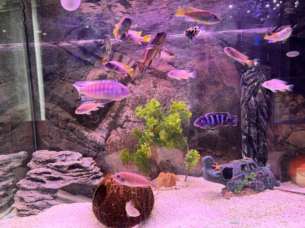Cichlides mix, Vis