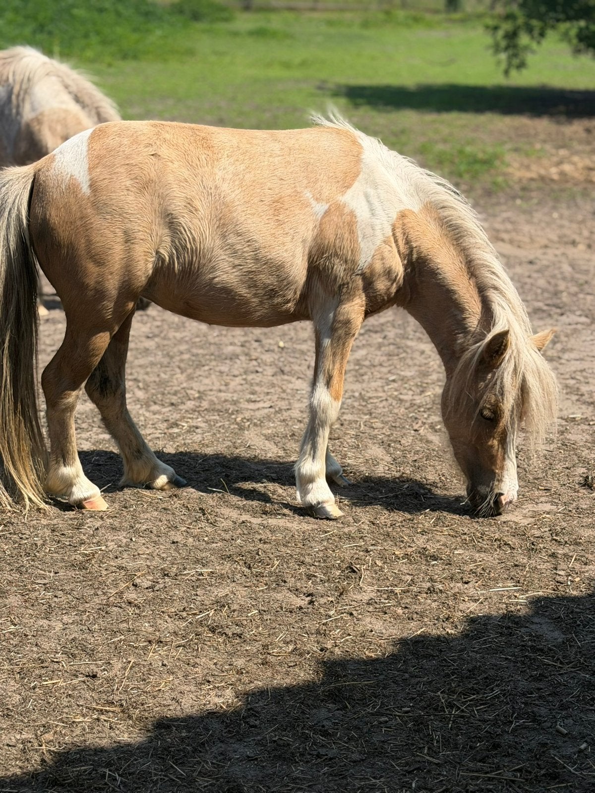 Falabella merries, Dieren en Toebehoren, Paarden en Pony's | Dekhengsten en Fokmerries, Merrie
