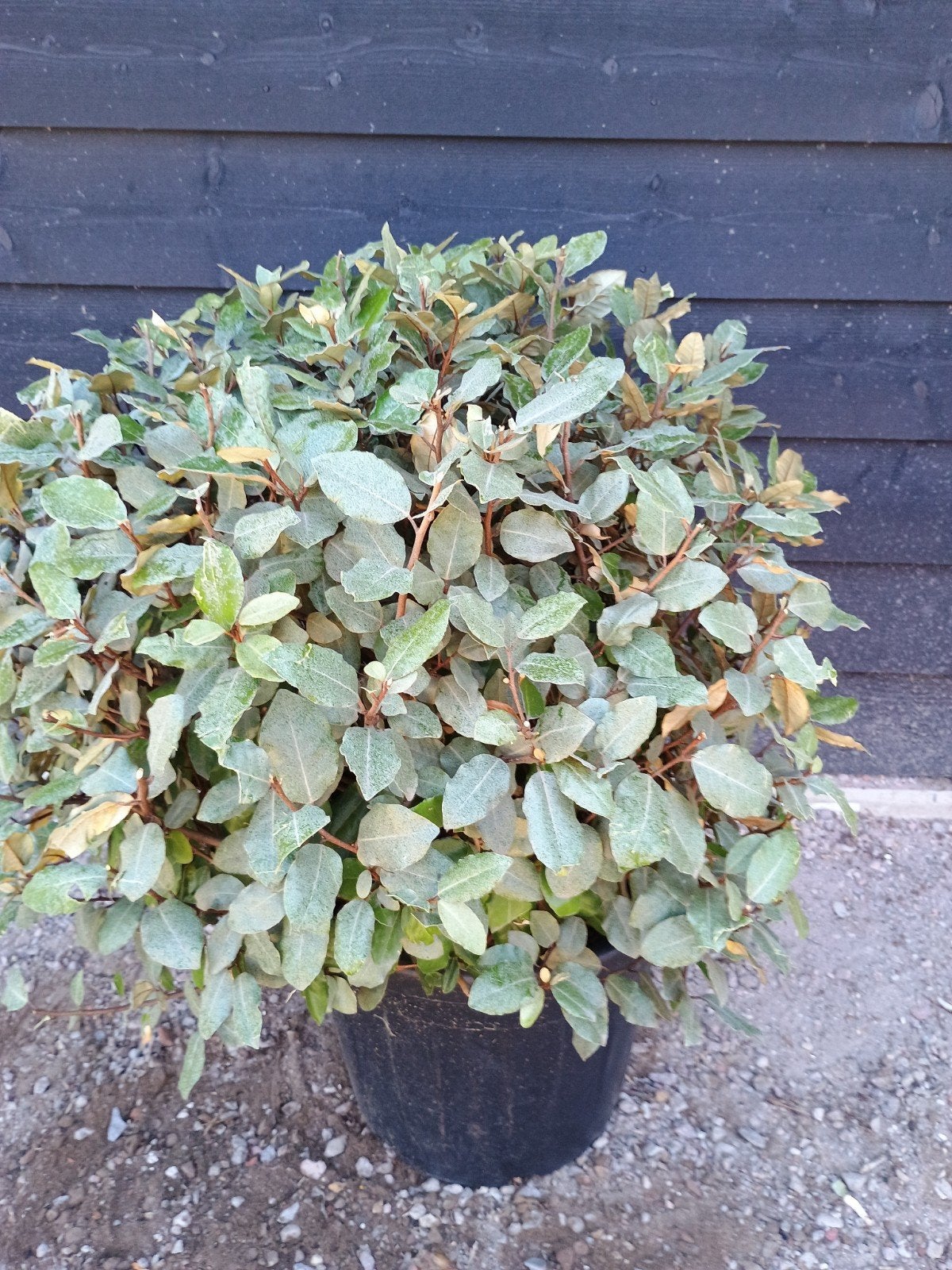 Olijfwilg (Elaeagnus ebbingei) in pot, Volle zon, Vaste plant, Herfst, Ophalen