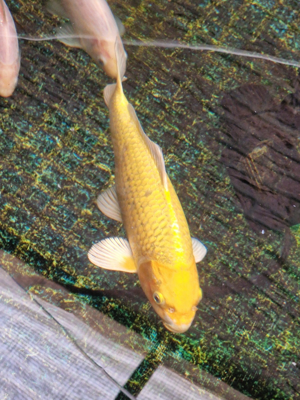 Yamabuki Ogon dikke tamme gele koi 40 cm, Karper of Koi