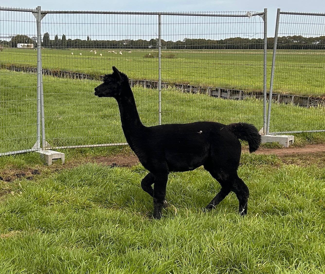 Foto 7 van Mooie zwarte alpaca hengst