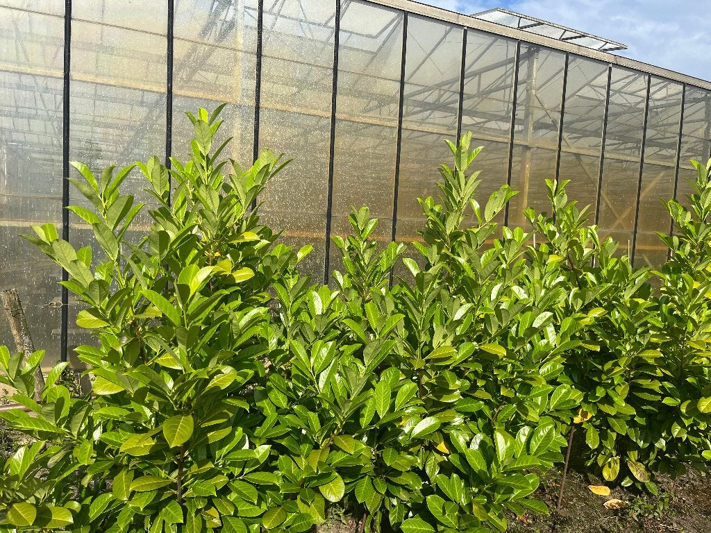 laurier, Ophalen, Laurier, Struik, 100 tot 250 cm