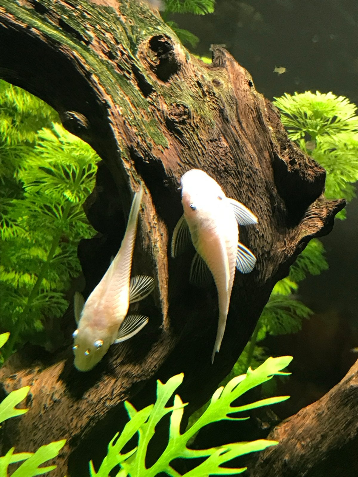 Pleco L144 snow white Ancistrus, Dieren en Toebehoren, Vis
