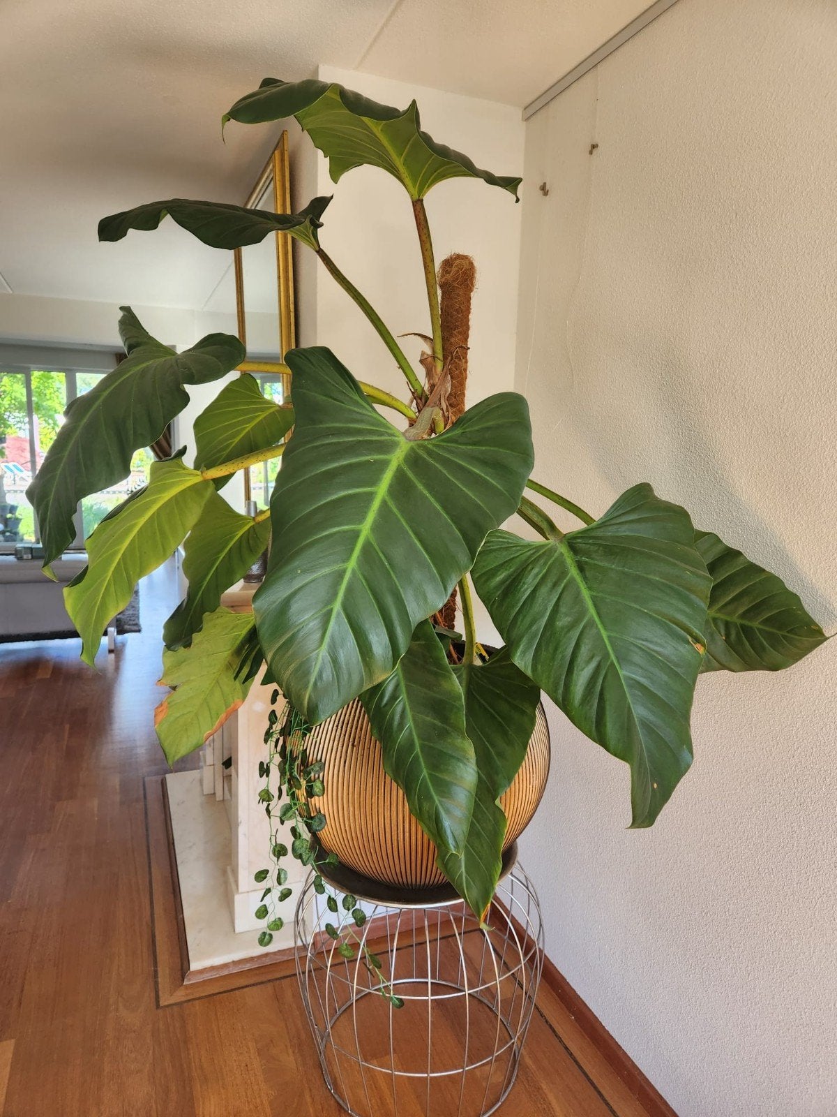 Grote Philodendron kamerplant in pot, Ophalen, Overige soorten, Halfschaduw, In pot