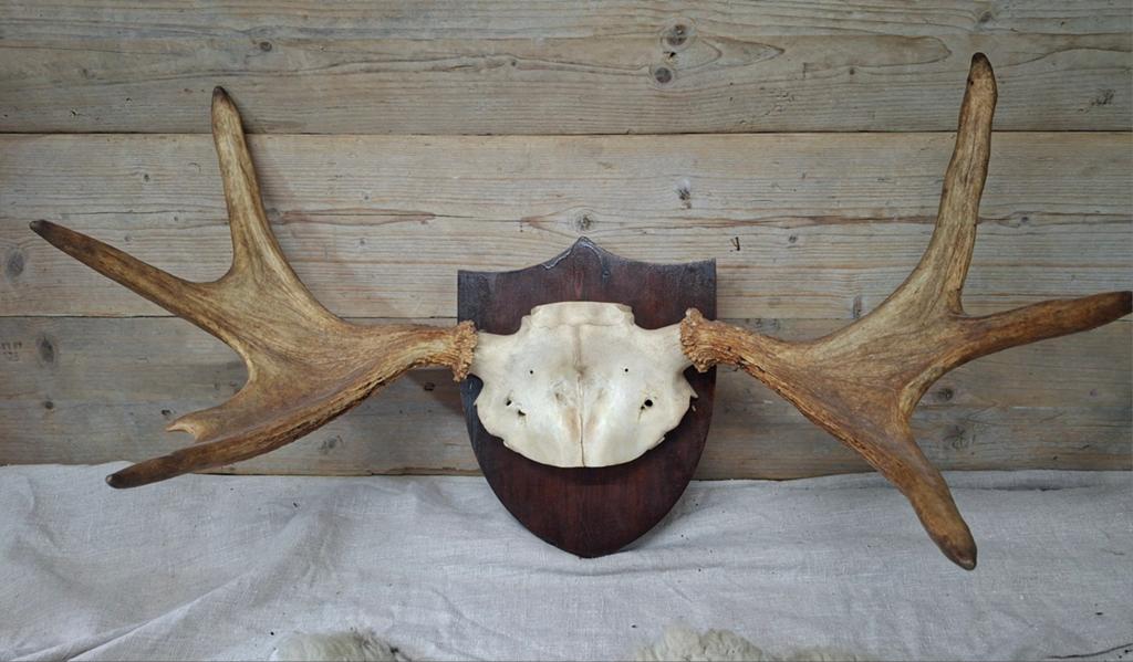 eland gewei, Ophalen of Verzenden, Zo goed als nieuw, Hert, Gewei of Kop