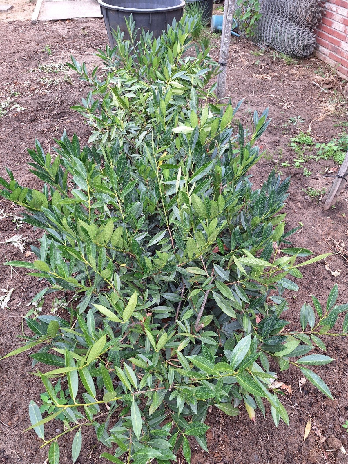 laurier otto luyken, Tuin en Terras, Ophalen, Laurier, 100 tot 250 cm