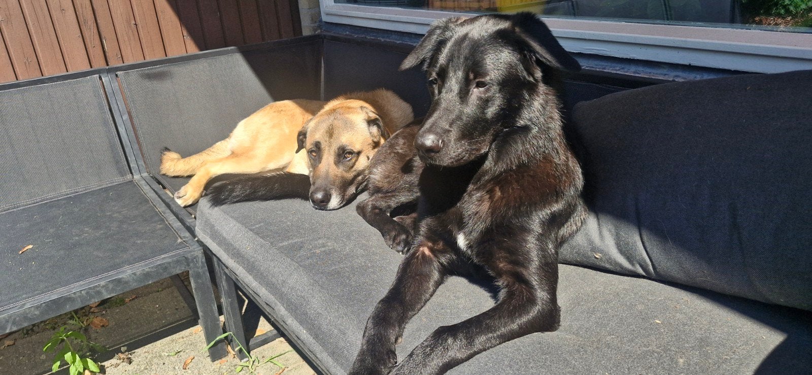 Co-ouderschap gezocht voor lieve honden (omgeving Oosterhout, Dieren en Toebehoren, Honden | Niet-rashonden, Teef, Meerdere, 3 tot 5 jaar