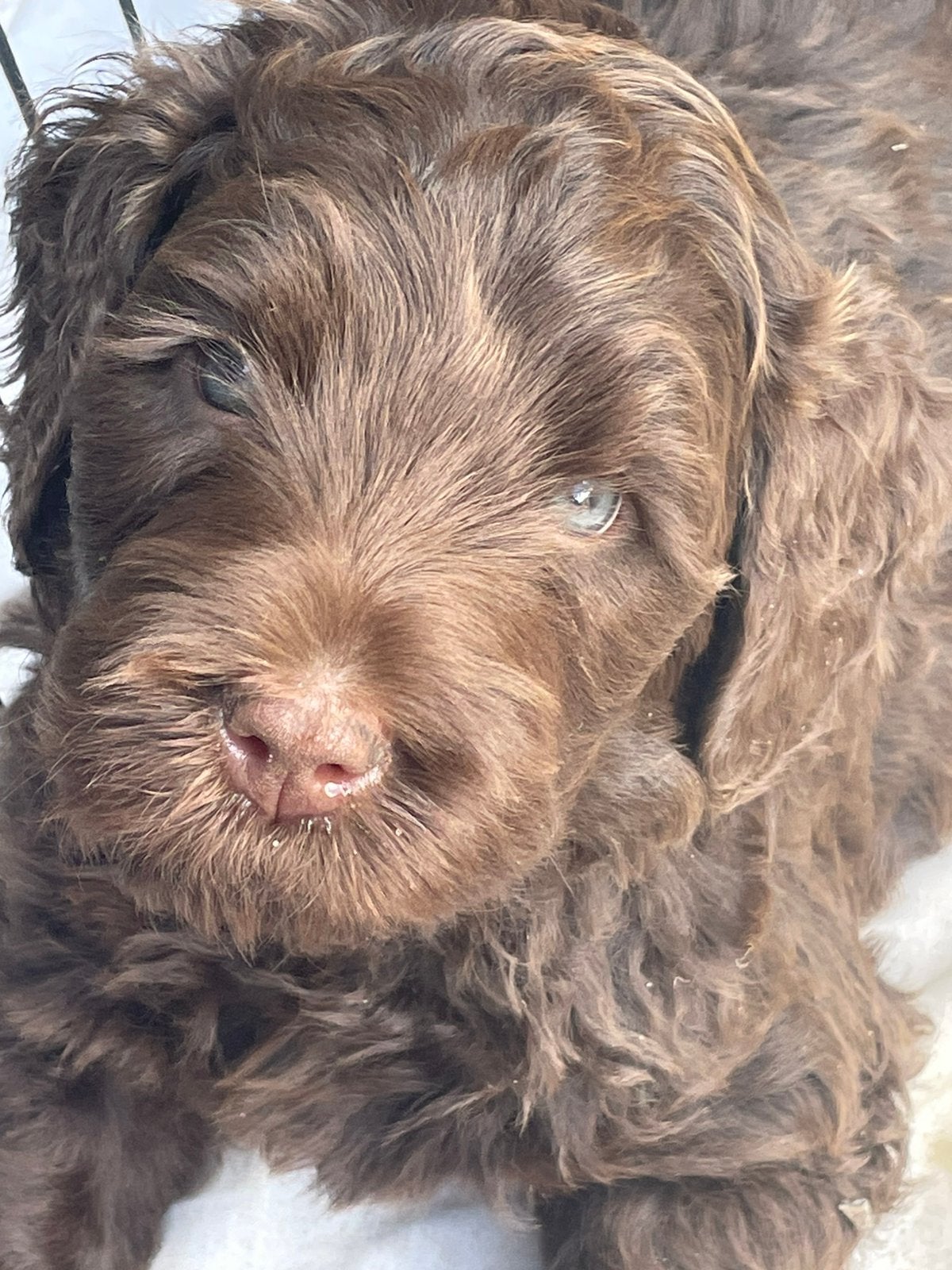 Nog 1 labradoodle reutje met Australian bloed beschikbaar, Parvo, 8 tot 15 weken, Meerdere, Nederland