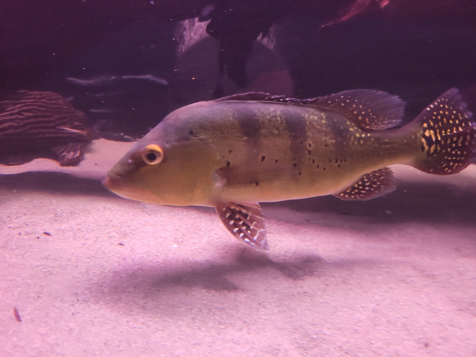 tekoop mooie grote cichla spider, Dieren en Toebehoren, Vis