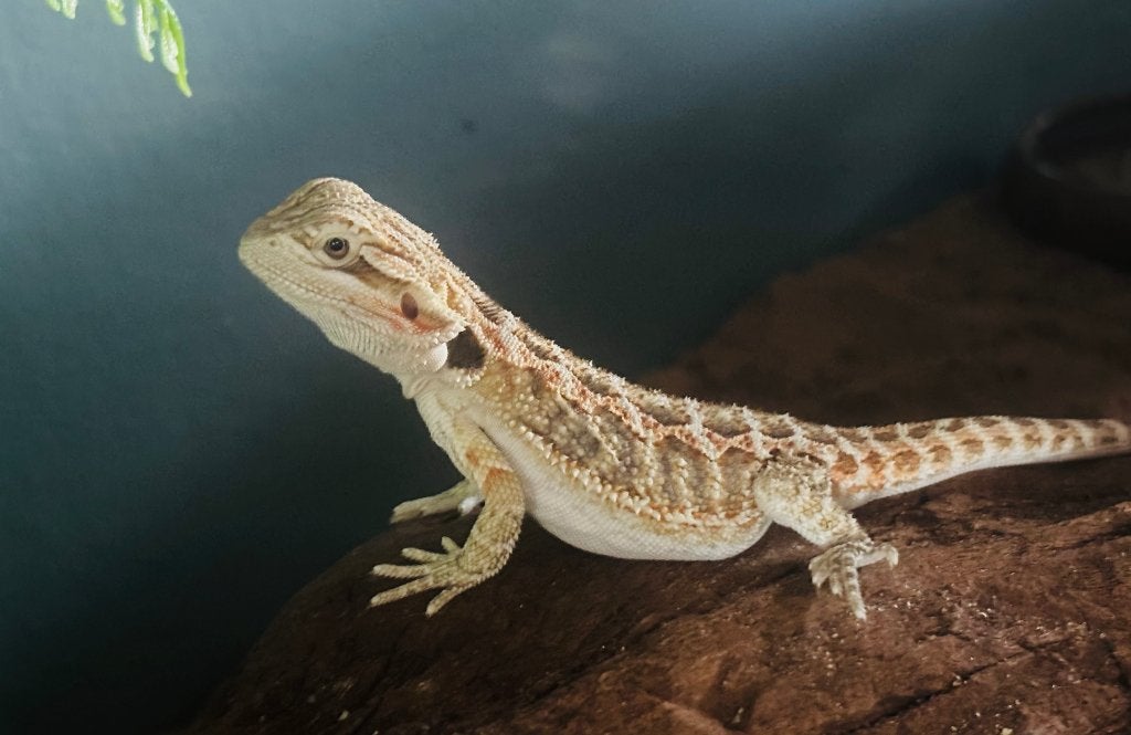 Baardagaam ( mannetje), Dieren en Toebehoren, Hagedis, Tam, 0 tot 2 jaar