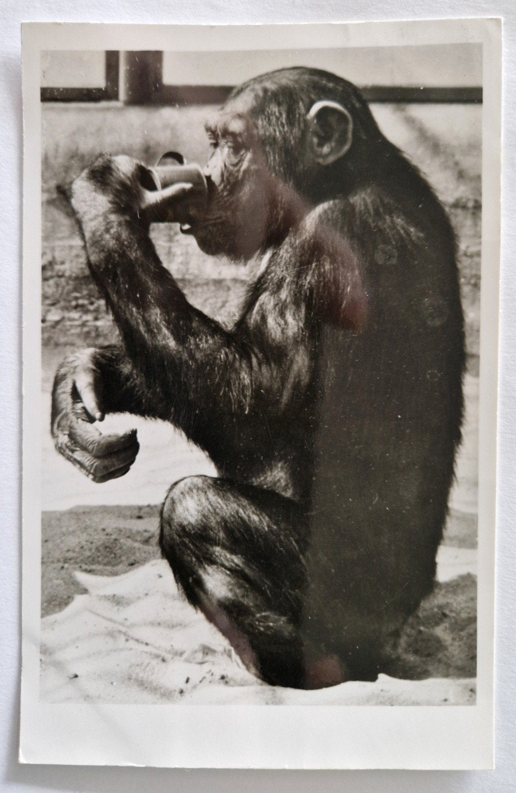 145) Diergaarde Blijdorp Rotterdam - Chimpansee Jimmy, Ophalen of Verzenden, 1960 tot 1980, Gelopen, Zuid-Holland
